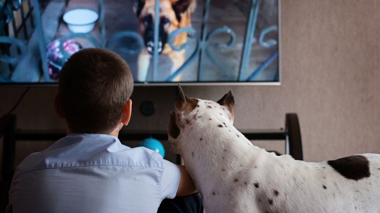 Kadr z materiału „Twój pies lubi przesiadywać przed TV? Sprawdź, co ogląda”